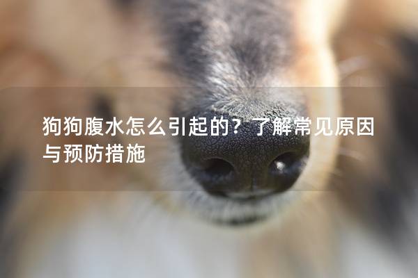 狗狗腹水怎么引起的？了解常见原因与预防措施