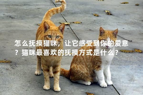 怎么抚摸猫咪，让它感受到你的爱意？猫咪最喜欢的抚摸方式是什么？