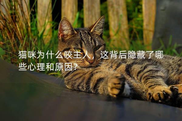 猫咪为什么咬主人，这背后隐藏了哪些心理和原因？