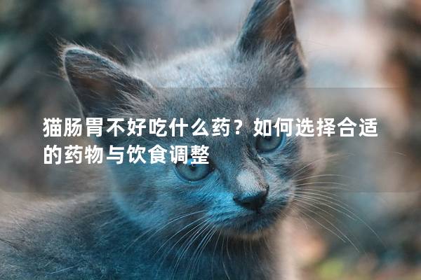 猫肠胃不好吃什么药？如何选择合适的药物与饮食调整