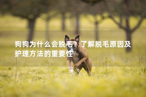 狗狗为什么会脱毛？了解脱毛原因及护理方法的重要性