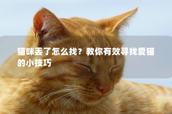 猫咪丢了怎么找？教你有效寻找爱猫的小技巧