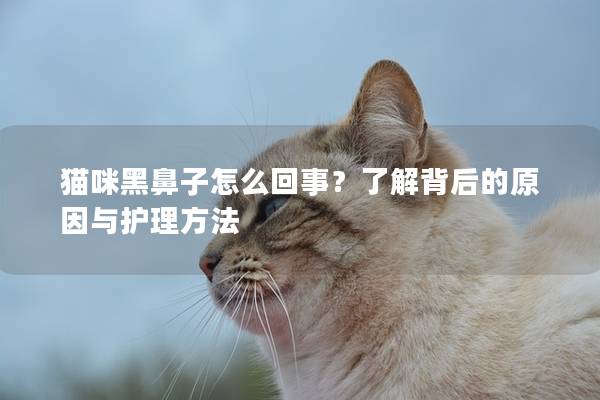 猫咪黑鼻子怎么回事？了解背后的原因与护理方法