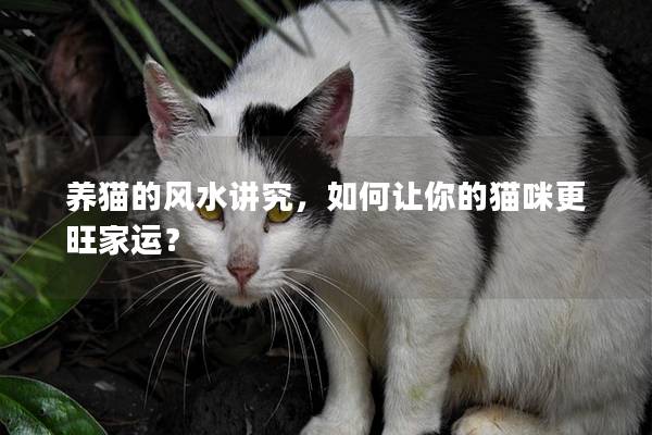 养猫的风水讲究，如何让你的猫咪更旺家运？