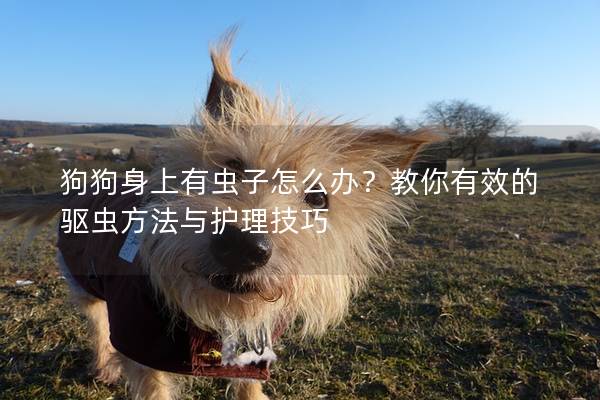 狗狗身上有虫子怎么办？教你有效的驱虫方法与护理技巧