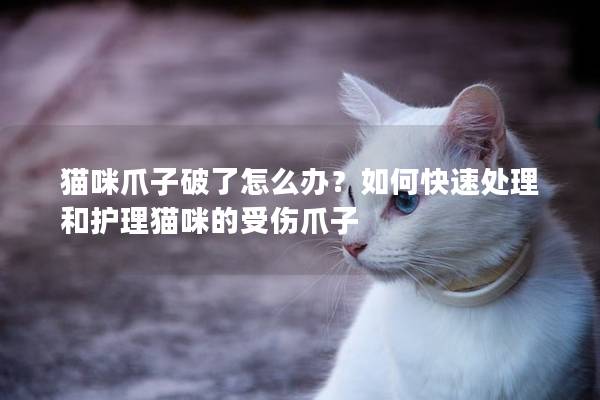 猫咪爪子破了怎么办？如何快速处理和护理猫咪的受伤爪子