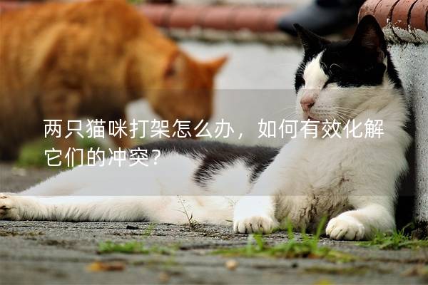 两只猫咪打架怎么办，如何有效化解它们的冲突？