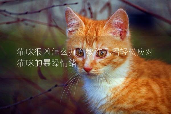 猫咪很凶怎么办？教你几招轻松应对猫咪的暴躁情绪