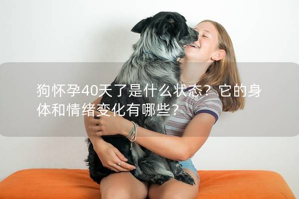 狗怀孕40天了是什么状态？它的身体和情绪变化有哪些？