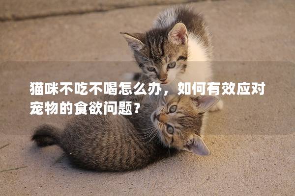 猫咪不吃不喝怎么办，如何有效应对宠物的食欲问题？