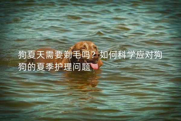 狗夏天需要剃毛吗？如何科学应对狗狗的夏季护理问题