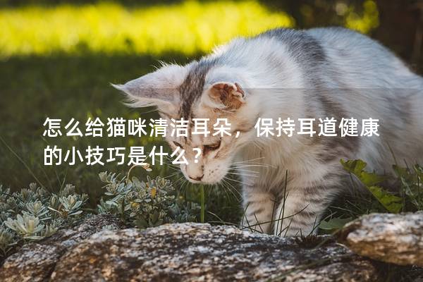 怎么给猫咪清洁耳朵，保持耳道健康的小技巧是什么？