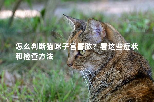 怎么判断猫咪子宫蓄脓？看这些症状和检查方法