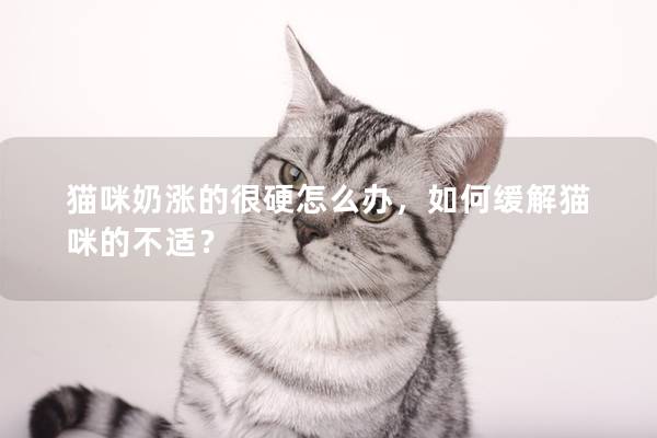 猫咪奶涨的很硬怎么办，如何缓解猫咪的不适？