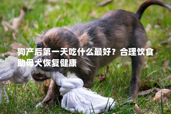 狗产后第一天吃什么最好？合理饮食助母犬恢复健康