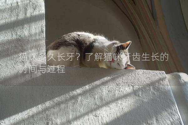 猫咪多久长牙？了解猫咪牙齿生长的时间与过程