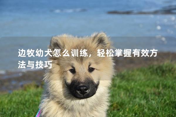 边牧幼犬怎么训练，轻松掌握有效方法与技巧