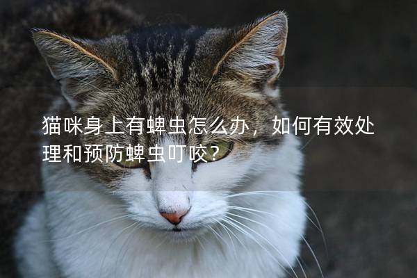 猫咪身上有蜱虫怎么办，如何有效处理和预防蜱虫叮咬？