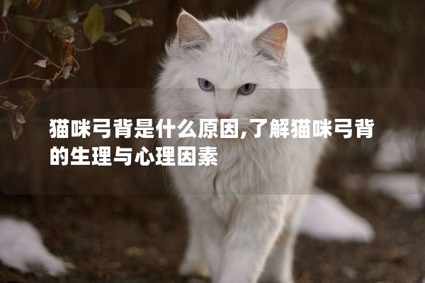 猫咪弓背是什么原因,了解猫咪弓背的生理与心理因素