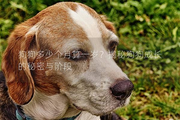 狗狗多少个月算一岁？揭秘狗狗成长的秘密与阶段