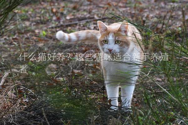 什么猫好养？这些猫咪适合新手养殖者