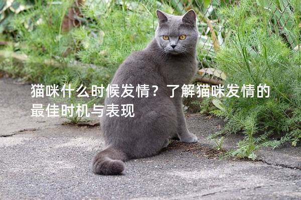 猫咪什么时候发情？了解猫咪发情的最佳时机与表现