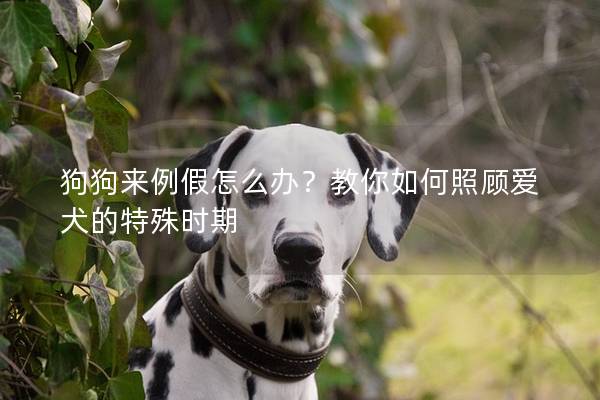 狗狗来例假怎么办？教你如何照顾爱犬的特殊时期