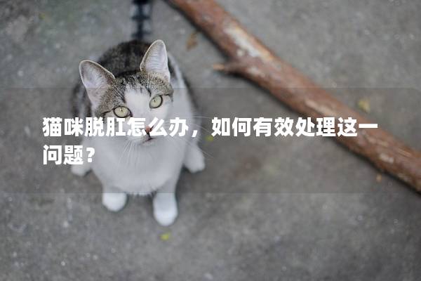 猫咪脱肛怎么办，如何有效处理这一问题？