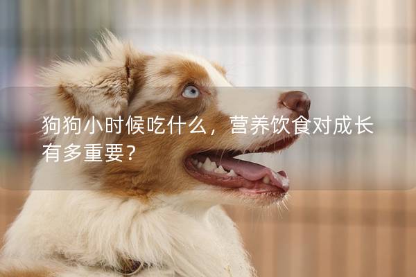 狗狗小时候吃什么，营养饮食对成长有多重要？