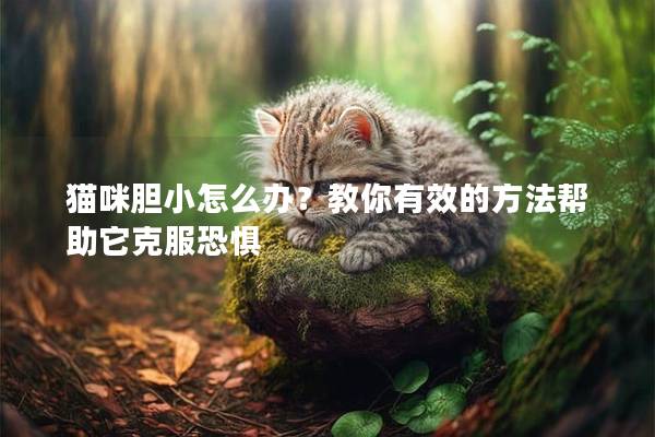 猫咪胆小怎么办？教你有效的方法帮助它克服恐惧