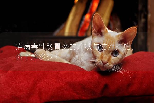 猫病毒性肠胃炎的症状与防治措施，你了解多少？