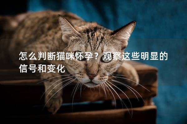 怎么判断猫咪怀孕？观察这些明显的信号和变化