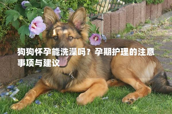 狗狗怀孕能洗澡吗？孕期护理的注意事项与建议