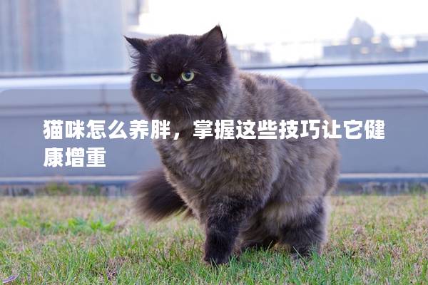 猫咪怎么养胖，掌握这些技巧让它健康增重