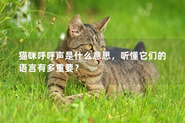 猫咪呼呼声是什么意思，听懂它们的语言有多重要？