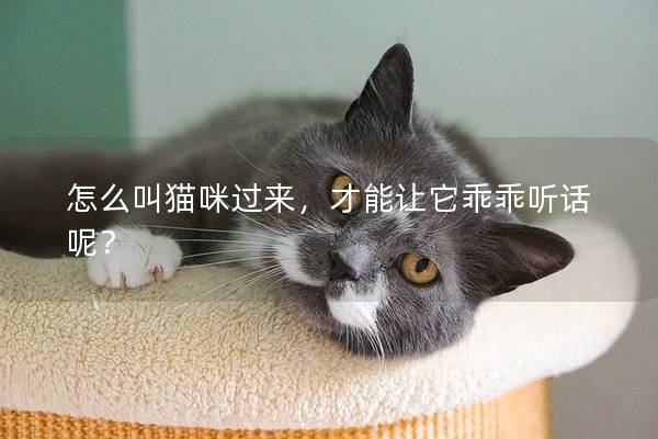 怎么叫猫咪过来，才能让它乖乖听话呢？