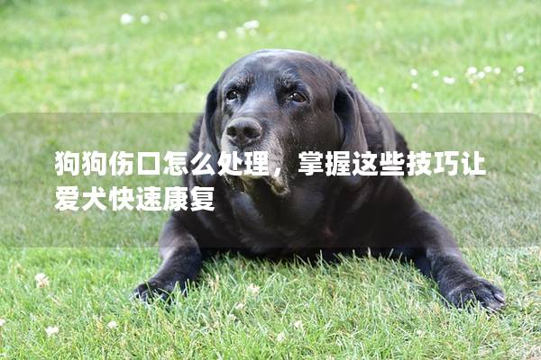 狗狗伤口怎么处理，掌握这些技巧让爱犬快速康复