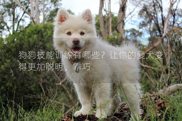 狗狗技能训练有哪些？让你的爱犬变得更加聪明、乖巧