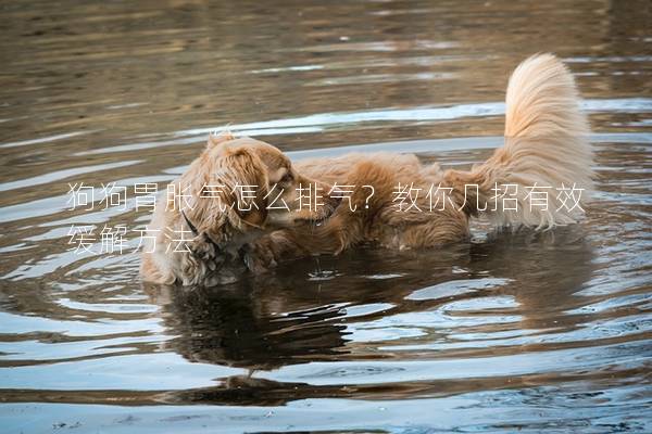 狗狗胃胀气怎么排气？教你几招有效缓解方法