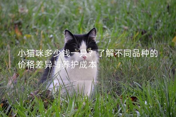 小猫咪多少钱一只？了解不同品种的价格差异与养护成本