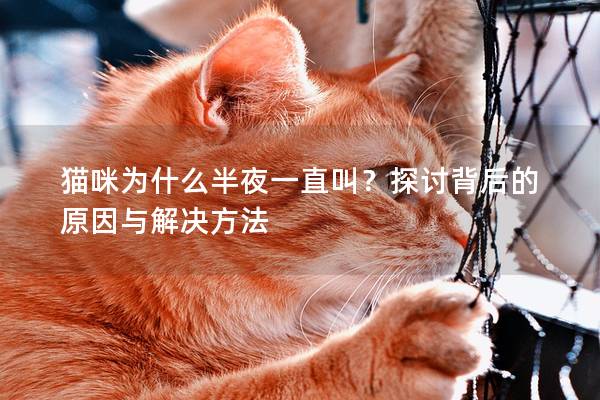 猫咪为什么半夜一直叫？探讨背后的原因与解决方法