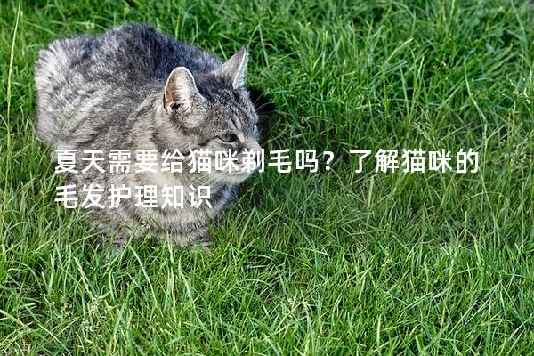 夏天需要给猫咪剃毛吗？了解猫咪的毛发护理知识