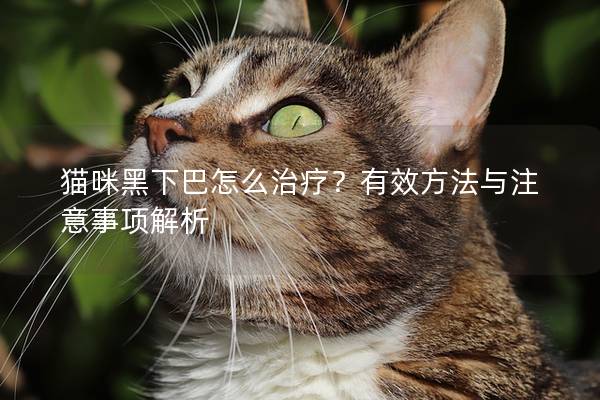 猫咪黑下巴怎么治疗？有效方法与注意事项解析