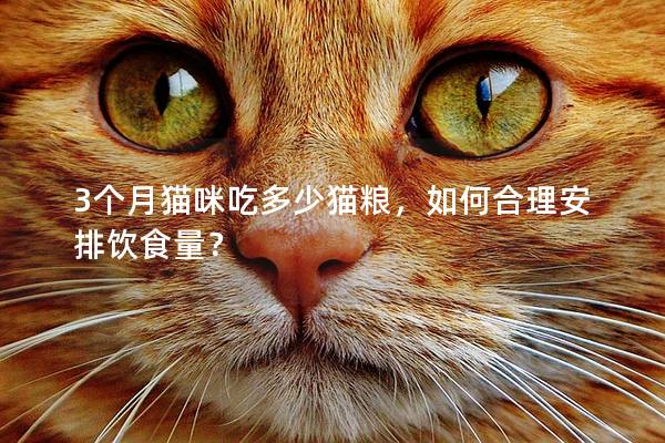 3个月猫咪吃多少猫粮，如何合理安排饮食量？