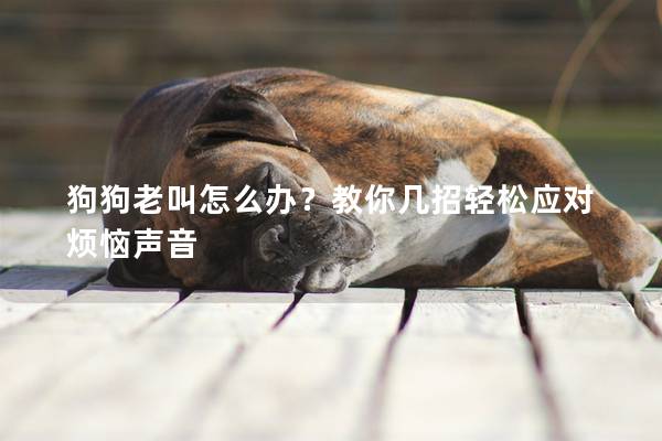 狗狗老叫怎么办？教你几招轻松应对烦恼声音