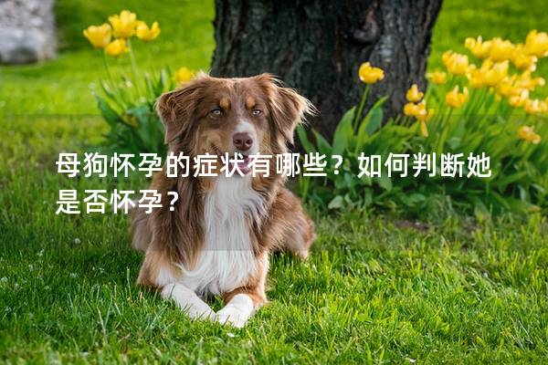 母狗怀孕的症状有哪些？如何判断她是否怀孕？