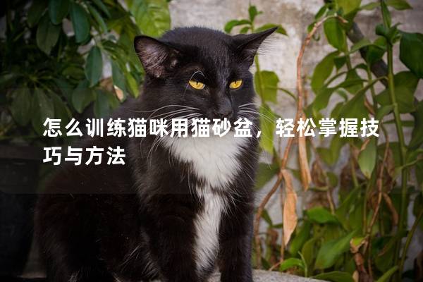 怎么训练猫咪用猫砂盆，轻松掌握技巧与方法