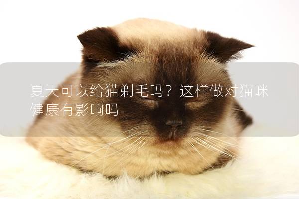 夏天可以给猫剃毛吗？这样做对猫咪健康有影响吗