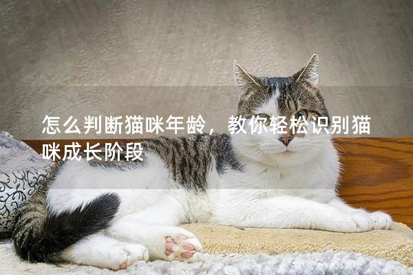 怎么判断猫咪年龄，教你轻松识别猫咪成长阶段