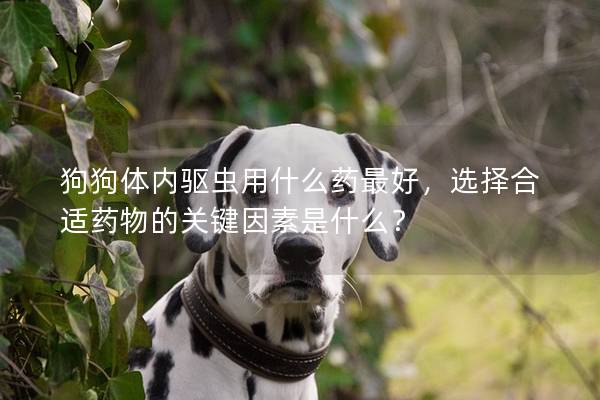 狗狗体内驱虫用什么药最好，选择合适药物的关键因素是什么？